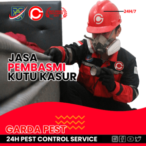 Jasa Pembasmi Kutu Kasur