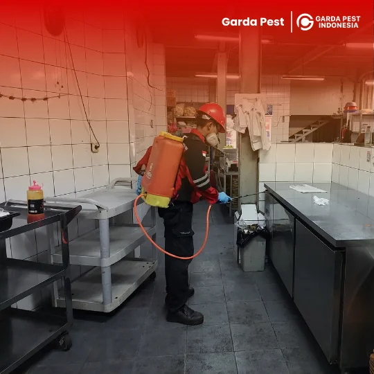 Jasa Pembasmi Kecoa Pemalang Bergaransi 24 Jam