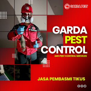Jasa Pembasmi Tikus di Jogja