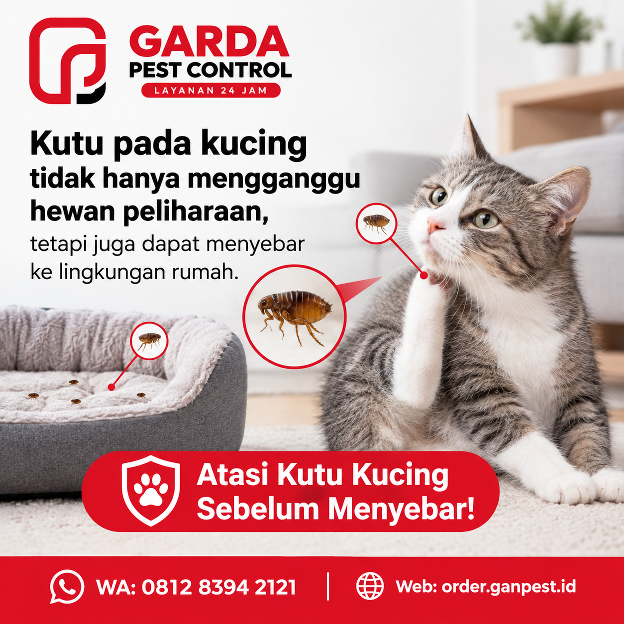 Rincian Biaya Jasa Pembasmi Kutu Kucing Rumah