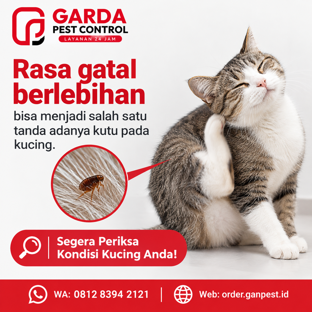 Rincian Biaya Jasa Pembasmi Kutu Kucing Rumah 