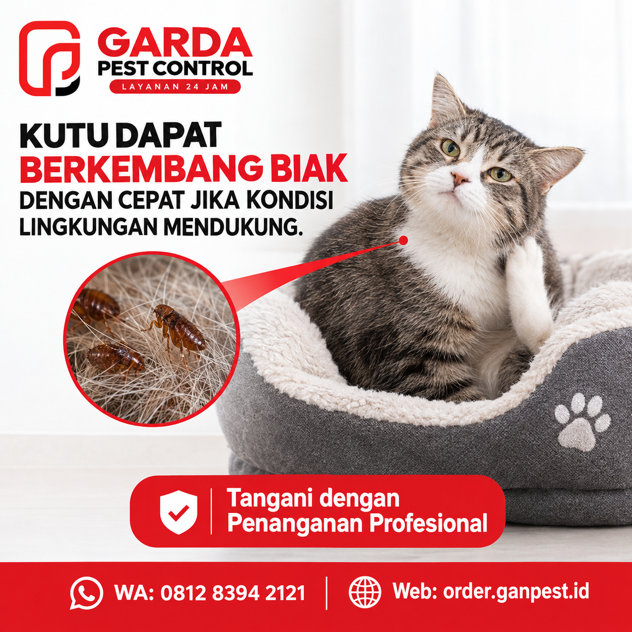Jasa Pembasmi Kutu Kucing Depok Terpercaya untuk Rumah Clean & Anabul Bebas Kutu