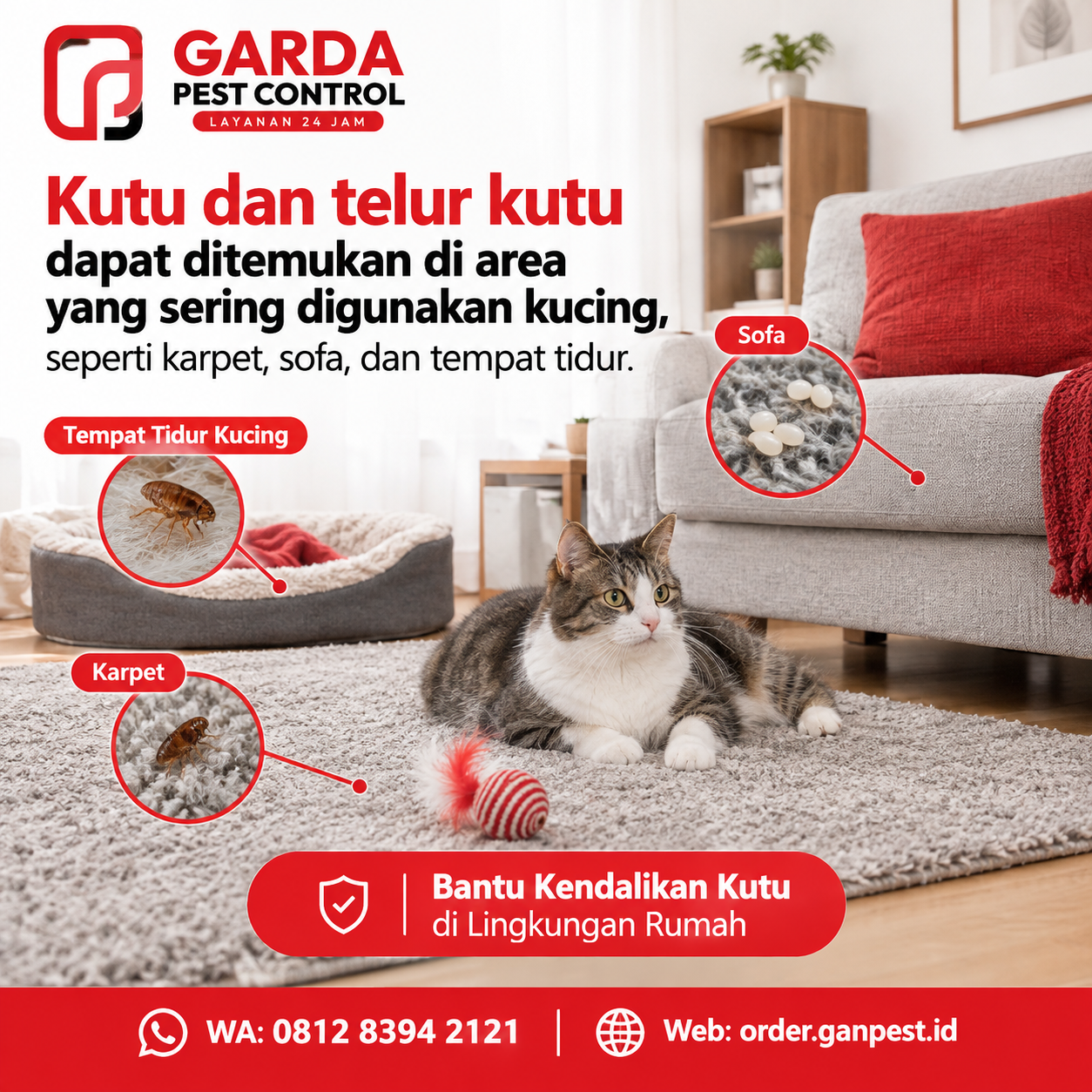 Jasa Pembasmi Kutu Kucing Depok Terpercaya untuk Rumah Clean & Anabul Bebas Kutu