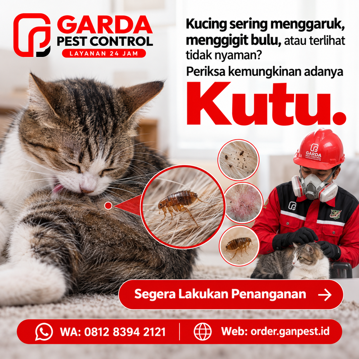 Jasa Pembasmi Kutu Kucing Panggilan Ke Rumah Solusi Tuntas Parasit